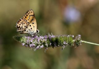 Alev Ategzeli (Lycaena kefersteinii)