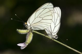 Al Beyaz (Aporia crataegi)