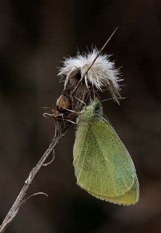 Kk Beyazmelek (Pieris rapae)