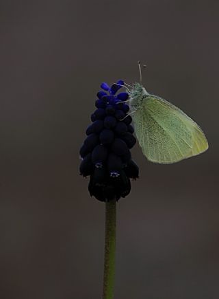 Kk Beyazmelek (Pieris rapae)