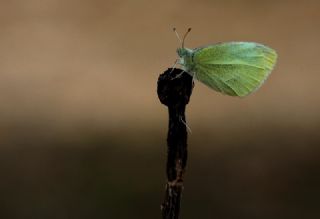 Kk Beyazmelek (Pieris rapae)