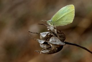 Kk Beyazmelek (Pieris rapae)