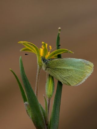 Kk Beyazmelek (Pieris rapae)