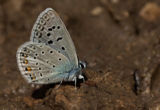 okgzl Kk Turan Mavisi (Polyommatus cornelius)