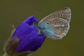 okgzl Geranium Mavisi (Aricia eumedon)