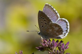 okgzl Levantin illi Mavisi (Polyommatus syriaca)