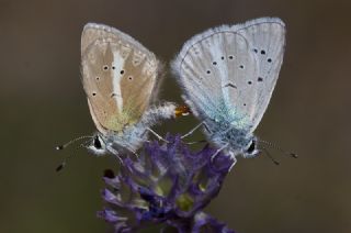 okgzl Ar Mavisi (Polyommatus vanensis)