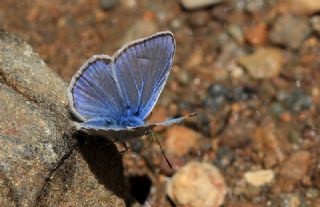 Çokgözlü Hatay Mavisi (Polyommatus bollandi)