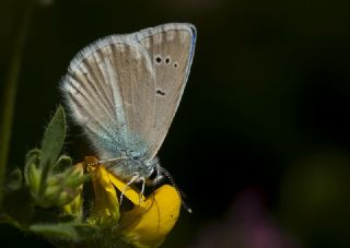 Maraş Mavisi (Polyommatus maraschi)
