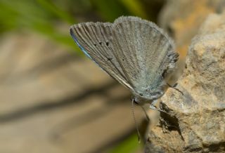 okgzl Teresya, Saimbeyli Mavisi (Polyommatus theresiae)