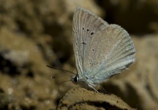 okgzl Teresya, Saimbeyli Mavisi (Polyommatus theresiae)