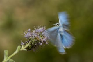 okgzl Teresya, Saimbeyli Mavisi (Polyommatus theresiae)