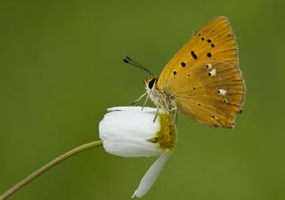 Orman Bakr Gzeli (Lycaena virgaureae)