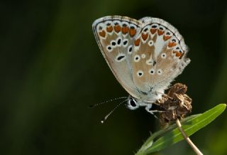 okgzl Esmer (Aricia agestis)