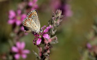 okgzl Esmer (Aricia agestis)