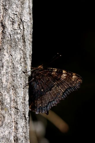 Karaaa Nimfalisi (Nymphalis polychloros)