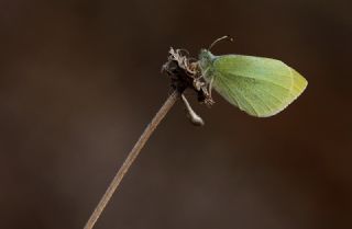 Kk Beyazmelek (Pieris rapae)