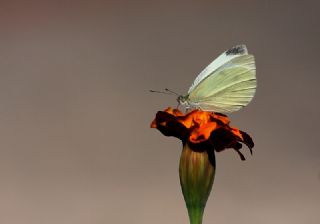 Kk Beyazmelek (Pieris rapae)