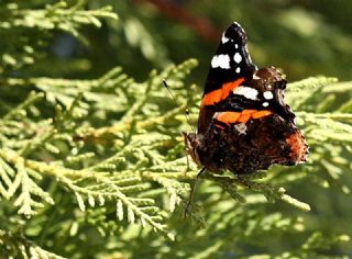 Atalanta (Vanessa atalanta)