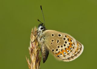 Gm Lekeli Esmergz (Plebejus argus)