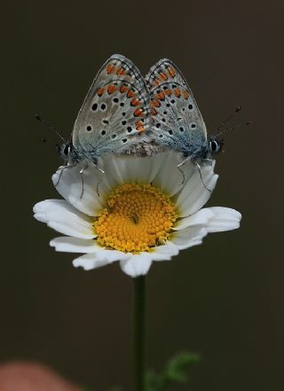 okgzl Esmer (Aricia agestis)