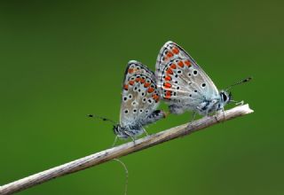 okgzl Esmer (Aricia agestis)