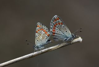 okgzl Esmer (Aricia agestis)