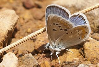 okgzl Turkuvaz Mavisi (Polyommatus dorylas)