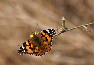 Diken Kelebei (Vanessa cardui)