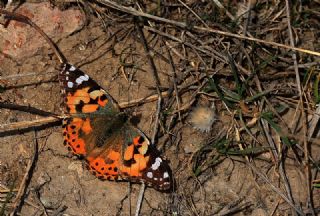 Diken Kelebei (Vanessa cardui)