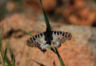 Orman Fistosu (Allancastria  cerisyi)