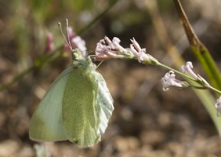 Da Beyazmelei (Pieris ergane)