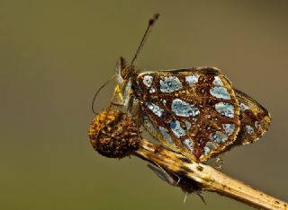 spanyol Kraliesi (Issoria lathonia)