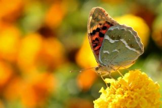 Bahadr (Argynnis pandora)