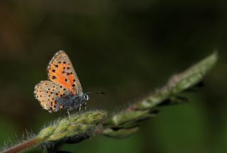 Anadolu Gelincii (Tomares nogelii)