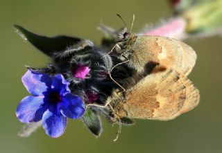 Kk Zpzp Perisi (Coenonympha pamphilus)