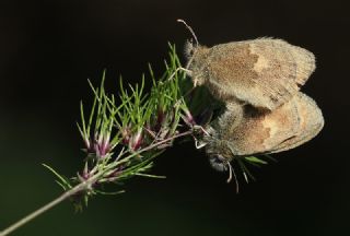 Kk Zpzp Perisi (Coenonympha pamphilus)