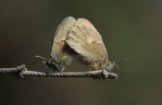 Kk Zpzp Perisi (Coenonympha pamphilus)