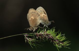 Kk Zpzp Perisi (Coenonympha pamphilus)