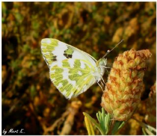 Yeni Beneklimelek (Pontia edusa)