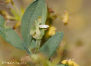 Sar Azamet (Colias croceus)