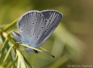 Minik Kupid (Cupido minimus)