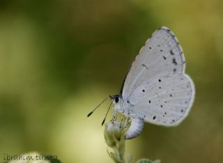 Kutsal Mavi (Celastrina argiolus)