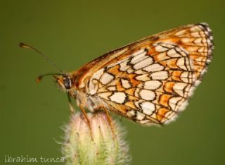 Amannisa (Melitaea athalia)