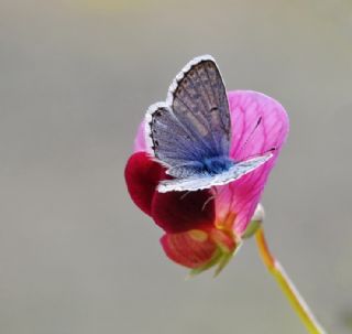 Himalaya Mavisi (Pseudophilotes vicrama)