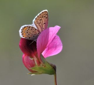 Himalaya Mavisi (Pseudophilotes vicrama)