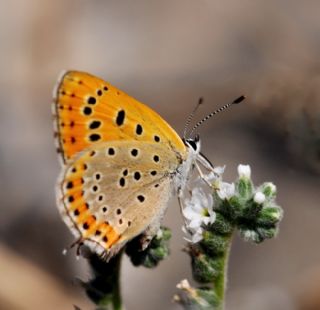 Kk Ate Gzeli (Lycaena thersamon)