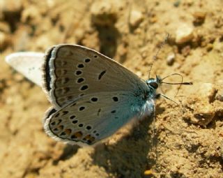 okgzl Amanda (Polyommatus amandus)