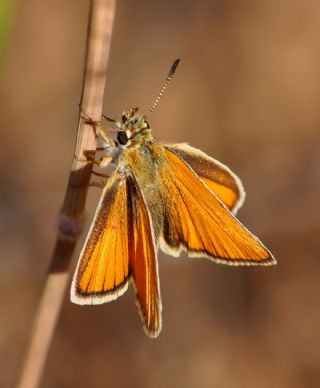 Siyah Antenli Zpzp (Thymelicus lineolus)