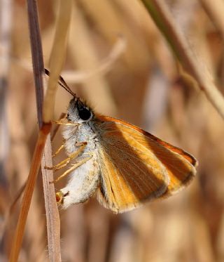 Siyah Antenli Zpzp (Thymelicus lineolus)